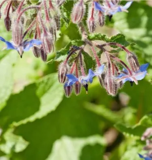 HR1037 Borage